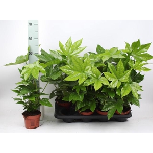 FATSIA OV