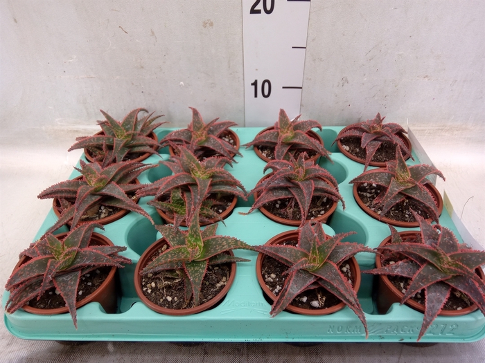 <h4>Aloe   ...</h4>