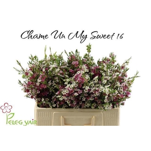 CHAME UN MY SWEET 16