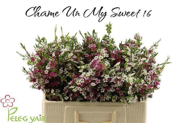 <h4>CHAME UN MY SWEET 16</h4>