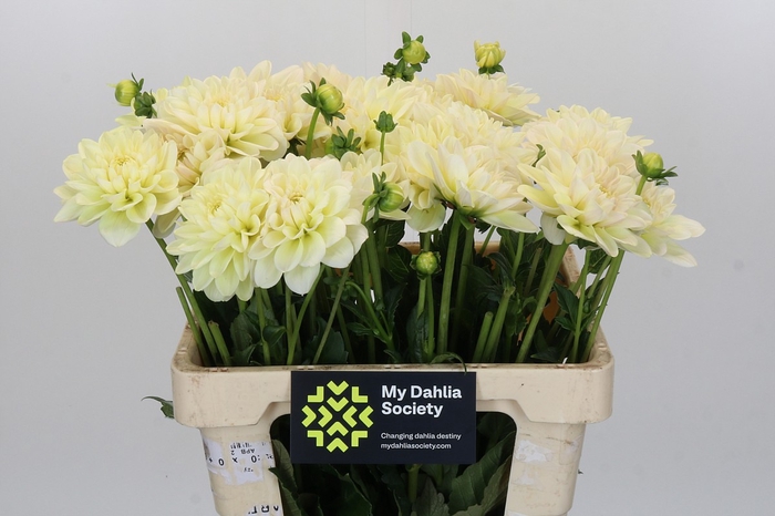 Dahlia Champagne