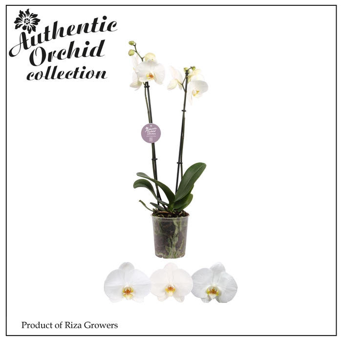 <h4>Phalaenopsis White 2 spike - 12cm | Authentic</h4>