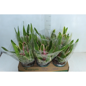 NEOREGELIA ROSA P14
