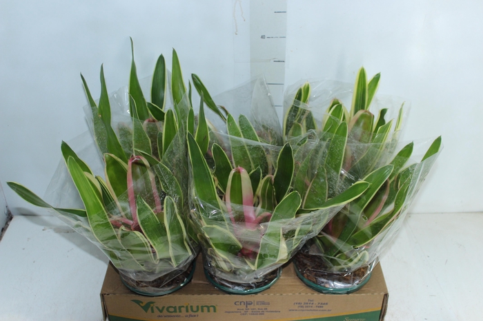<h4>NEOREGELIA ROSA P14</h4>