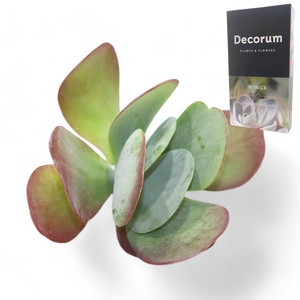 Kalanchoe Thyrsiflora Cutflower Wincx-10cm
