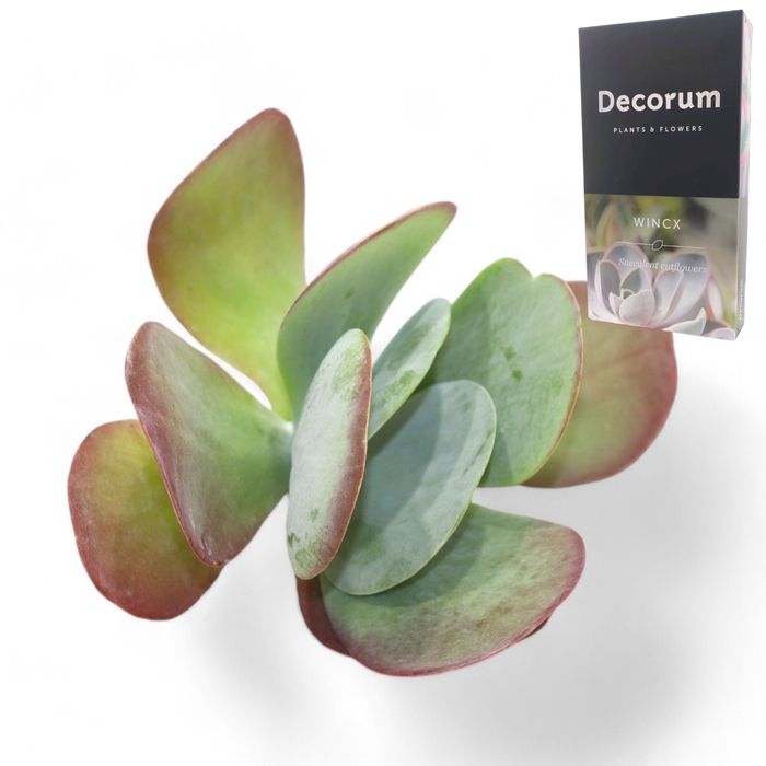 <h4>Kalanchoe Thyrsiflora Cutflower Wincx-10cm</h4>