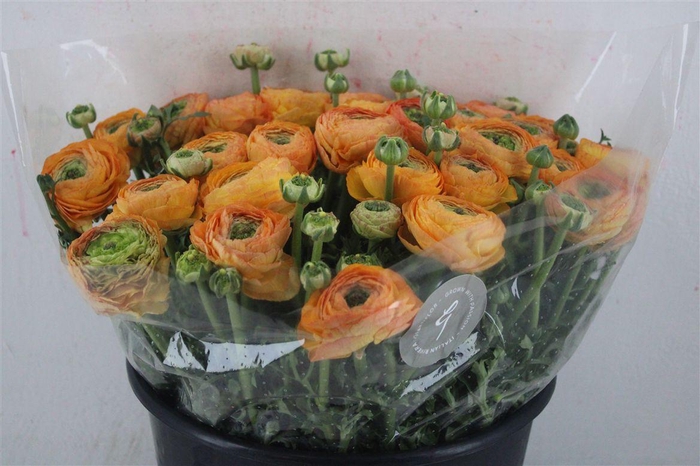 <h4>Ran Cloni Sup Honey</h4>