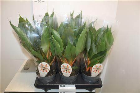 <h4>Chlor Or Green Orang</h4>