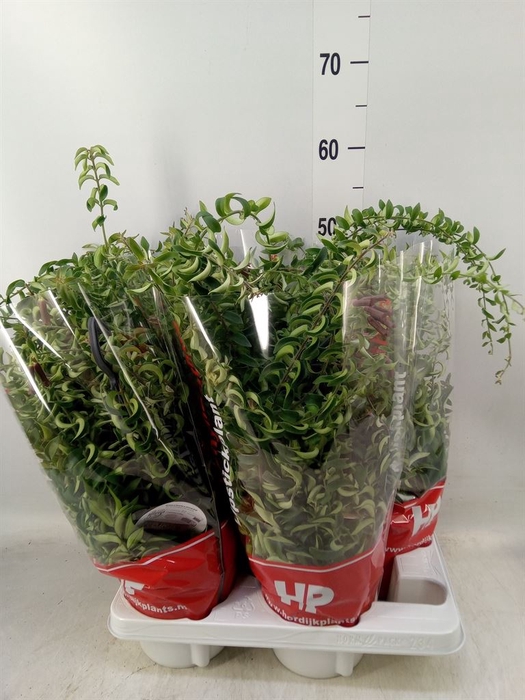 <h4>Aeschynanthus  'Twister'</h4>