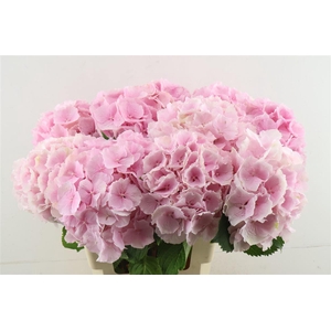 Hydr M Verena Pink 60-19
