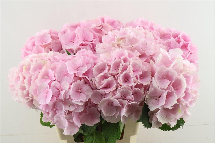 <h4>Hydr M Verena Pink 60-19</h4>