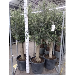 Olea europaea