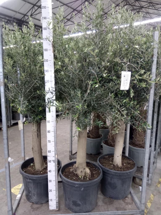 <h4>Olea europaea</h4>