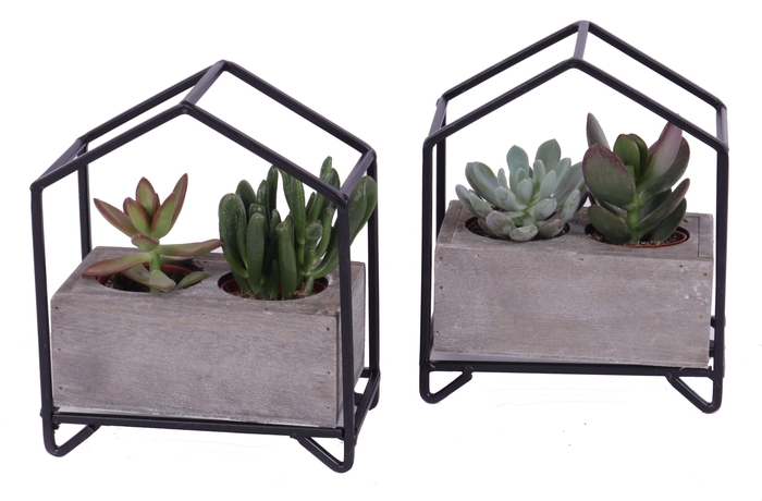 <h4>2x succulent mix in metalen huisplanter</h4>