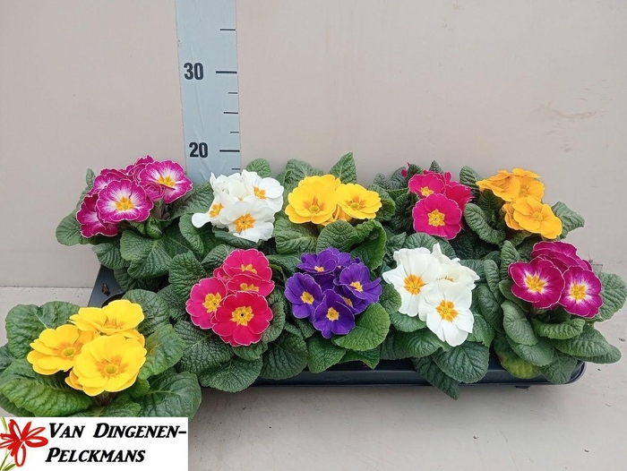 <h4>PRIM ACAULIS GEMENGD</h4>