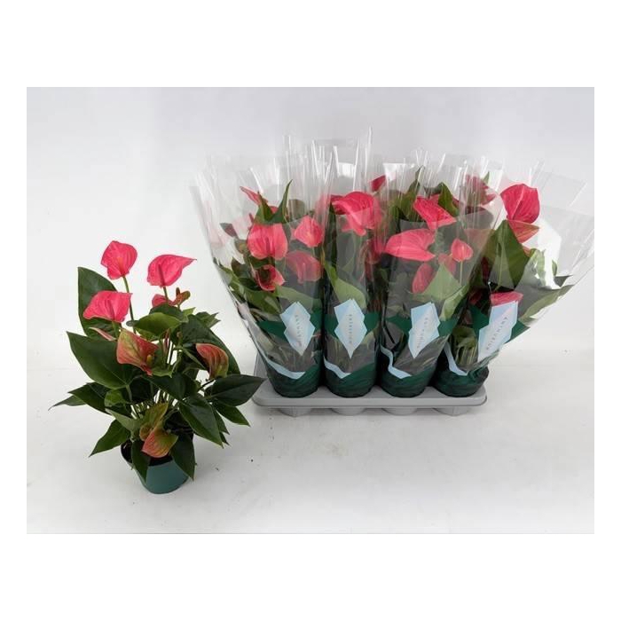 <h4>ANTHU AN MELITO</h4>