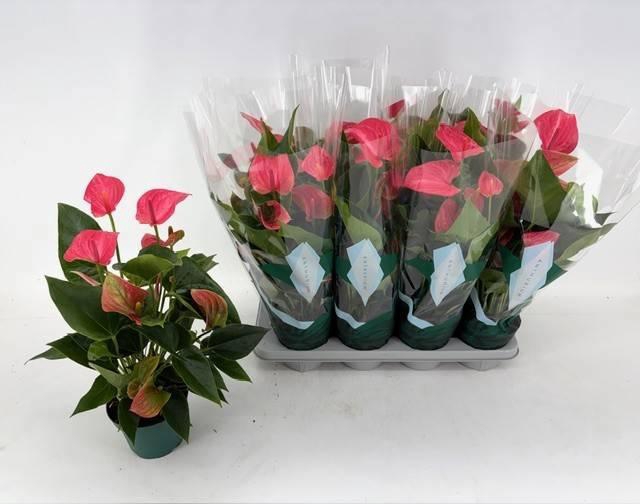 <h4>ANTHU AN MELITO</h4>