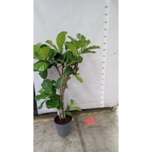 Ficus   ...