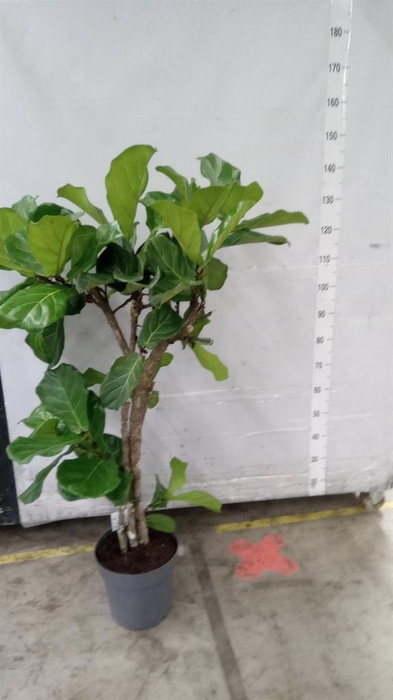 <h4>Ficus   ...</h4>