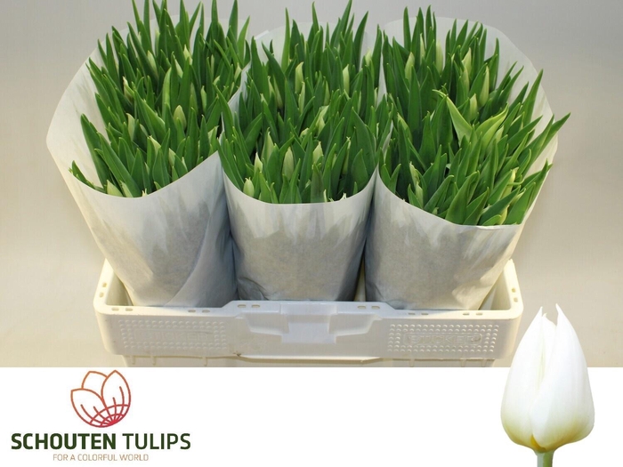 <h4>Tu En Delta White</h4>