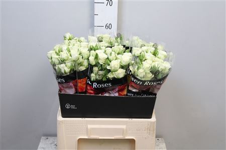 <h4>R Tr Snowflake X5</h4>