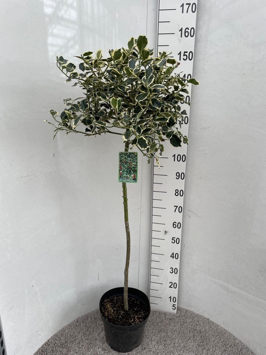 <h4>ILEX AQ ARGENTEA MAR</h4>