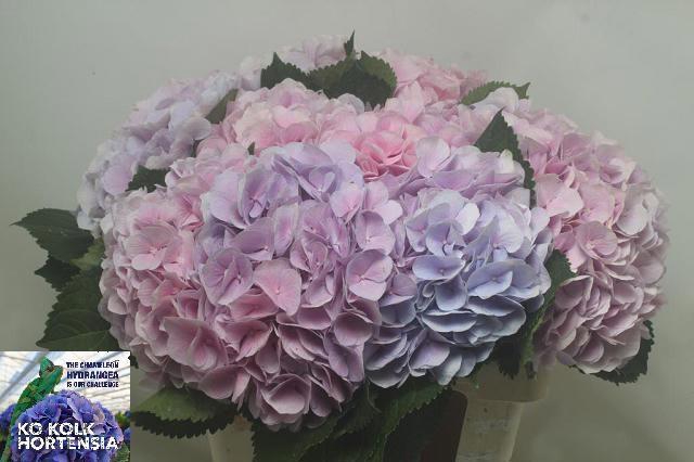 <h4>HYDR M CH VERENA BL</h4>