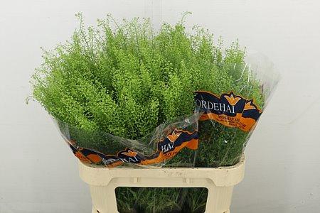 <h4>LEP RU GREEN BELL</h4>