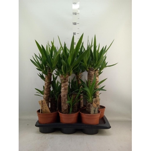 Yucca   ...