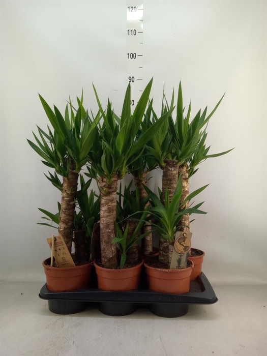 <h4>Yucca   ...</h4>