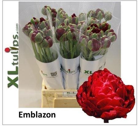 <h4>Tu Du Emblazon</h4>