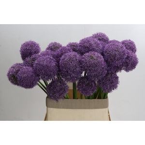 Allium Grootbloemig
