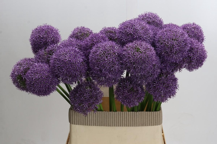 Allium Grootbloemig