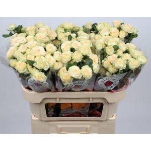Rosa spray summerrose