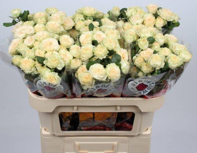 <h4>Rosa spray summerrose</h4>