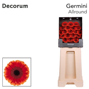 Germini Allround Diamond