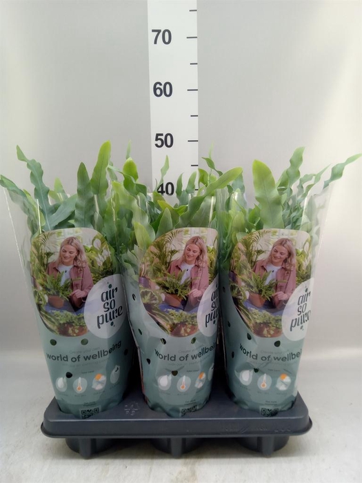 <h4>Phlebodium aureum 'Blue Star'</h4>