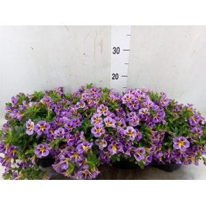 Calibrachoa  'Rave Violet'
