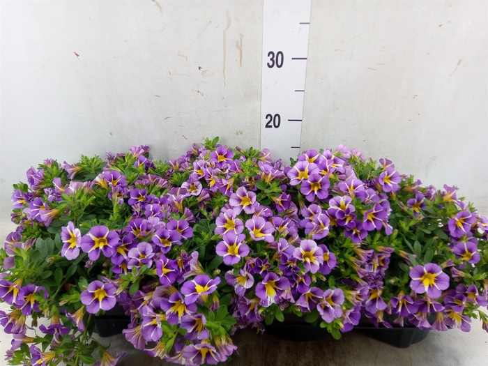 <h4>Calibrachoa  'Rave Violet'</h4>
