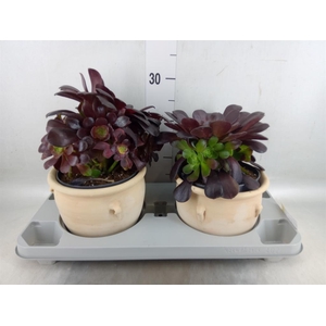 Aeonium arboreum 'Velours'