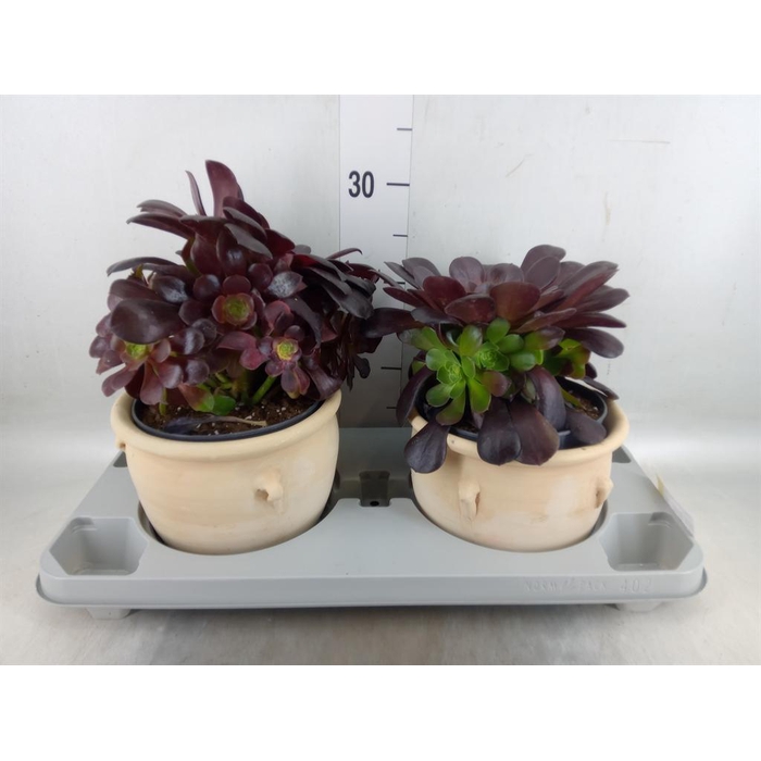 <h4>Aeonium arboreum 'Velours'</h4>