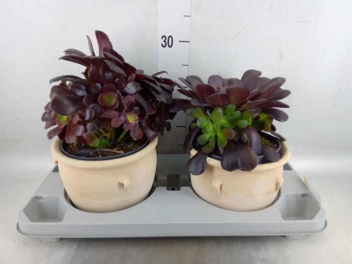 <h4>Aeonium arboreum 'Velours'</h4>