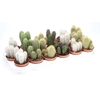 Cactus gemengd zuil CA8010