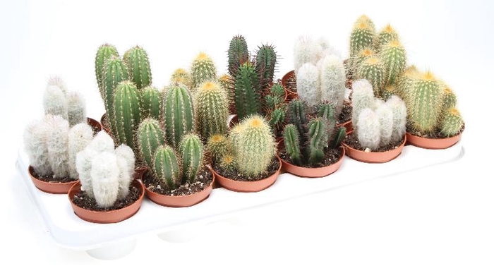 Cactus gemengd zuil CA8010