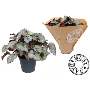 Bladbegonia Rex Hawaiian Silver Must Have