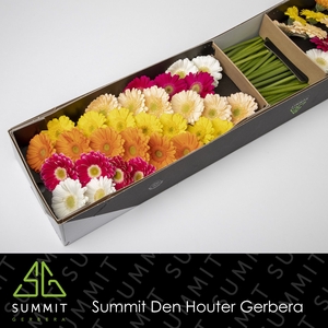 Germini Mix groen hart Doos