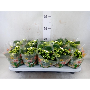 Kalanchoe blos. 'Menzel'