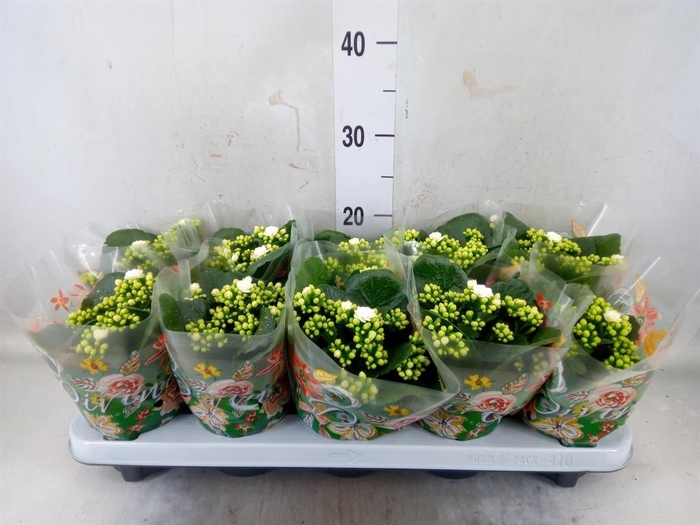 <h4>Kalanchoe blos. 'Menzel'</h4>