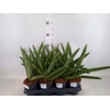 Sansevieria cyl. ...