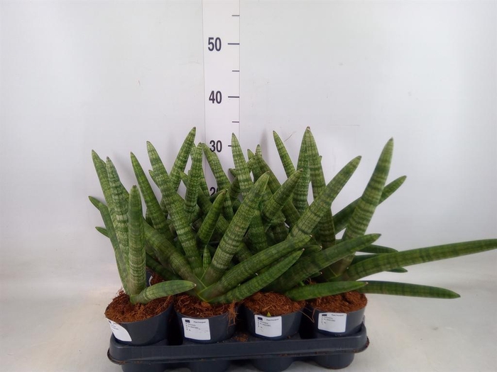 Sansevieria cyl. ...